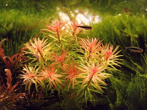 Ludwigia Inclinata