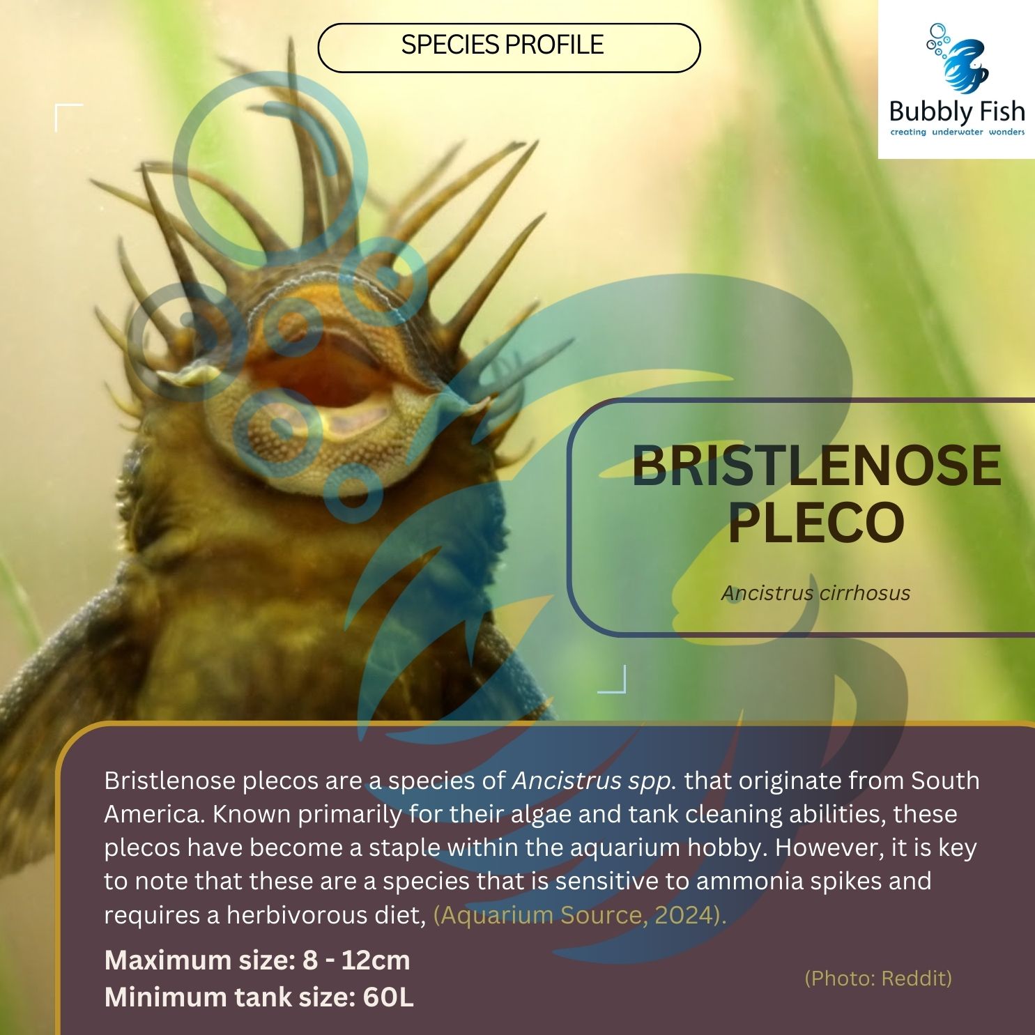 Bristlenose Pleco (2-3cm)