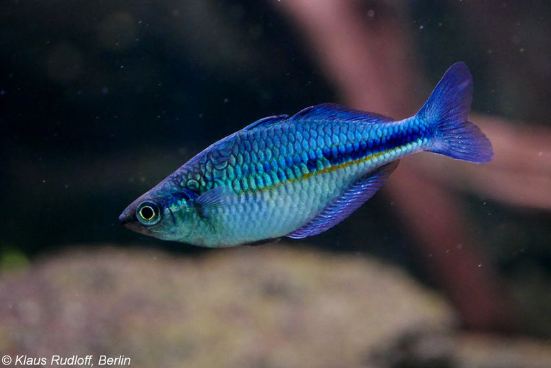 Lake Kutubu (Blue) Rainbowfish &#39;Melanotaenia Lacustris&#39;