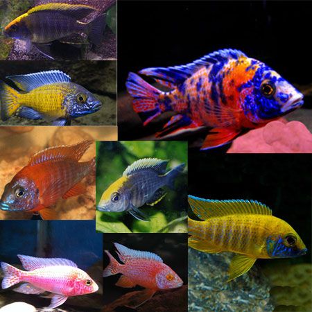 Assorted OB Peacocks
