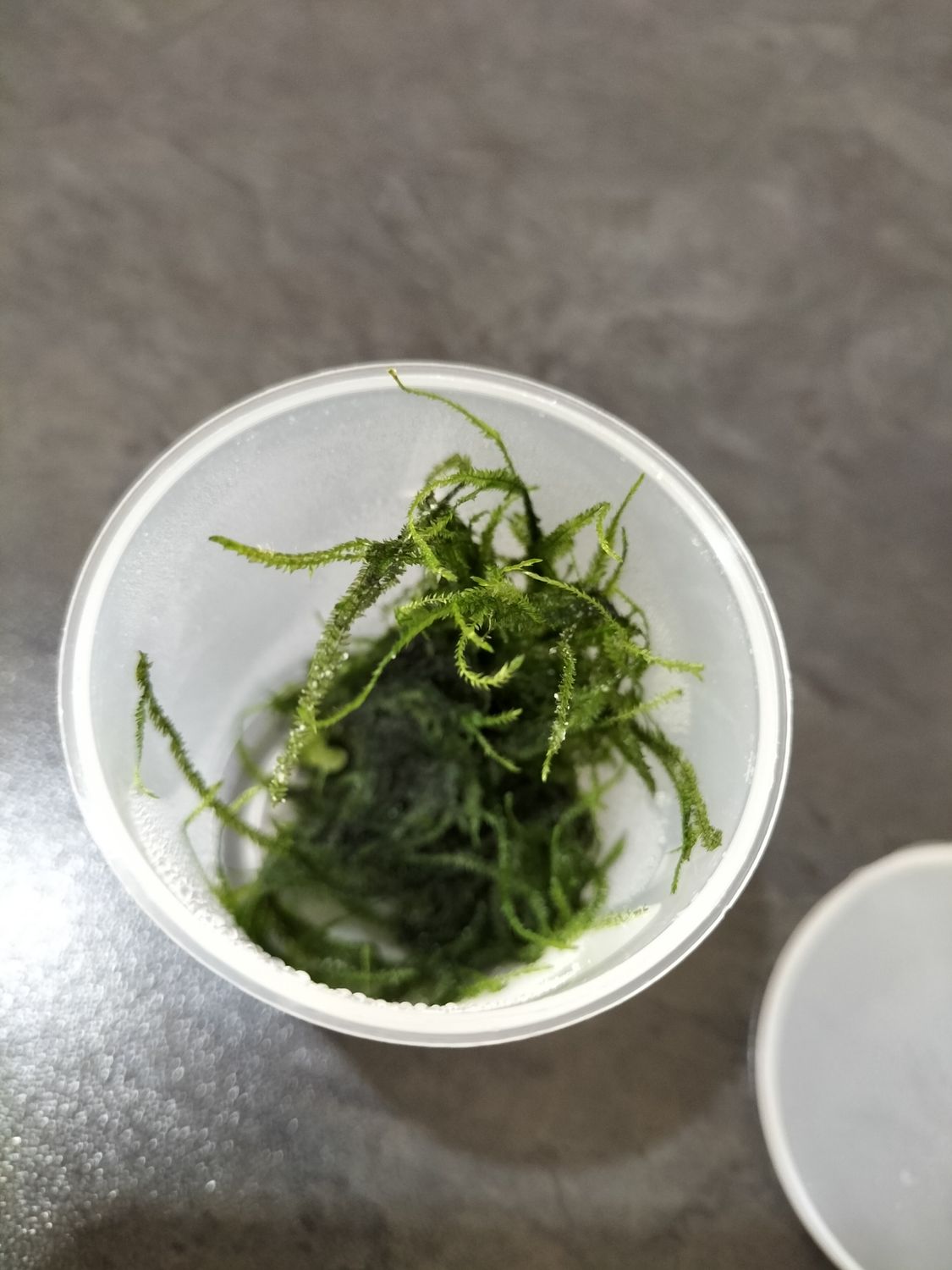 Vesicularia montagnei 'Christmas moss' (25g)