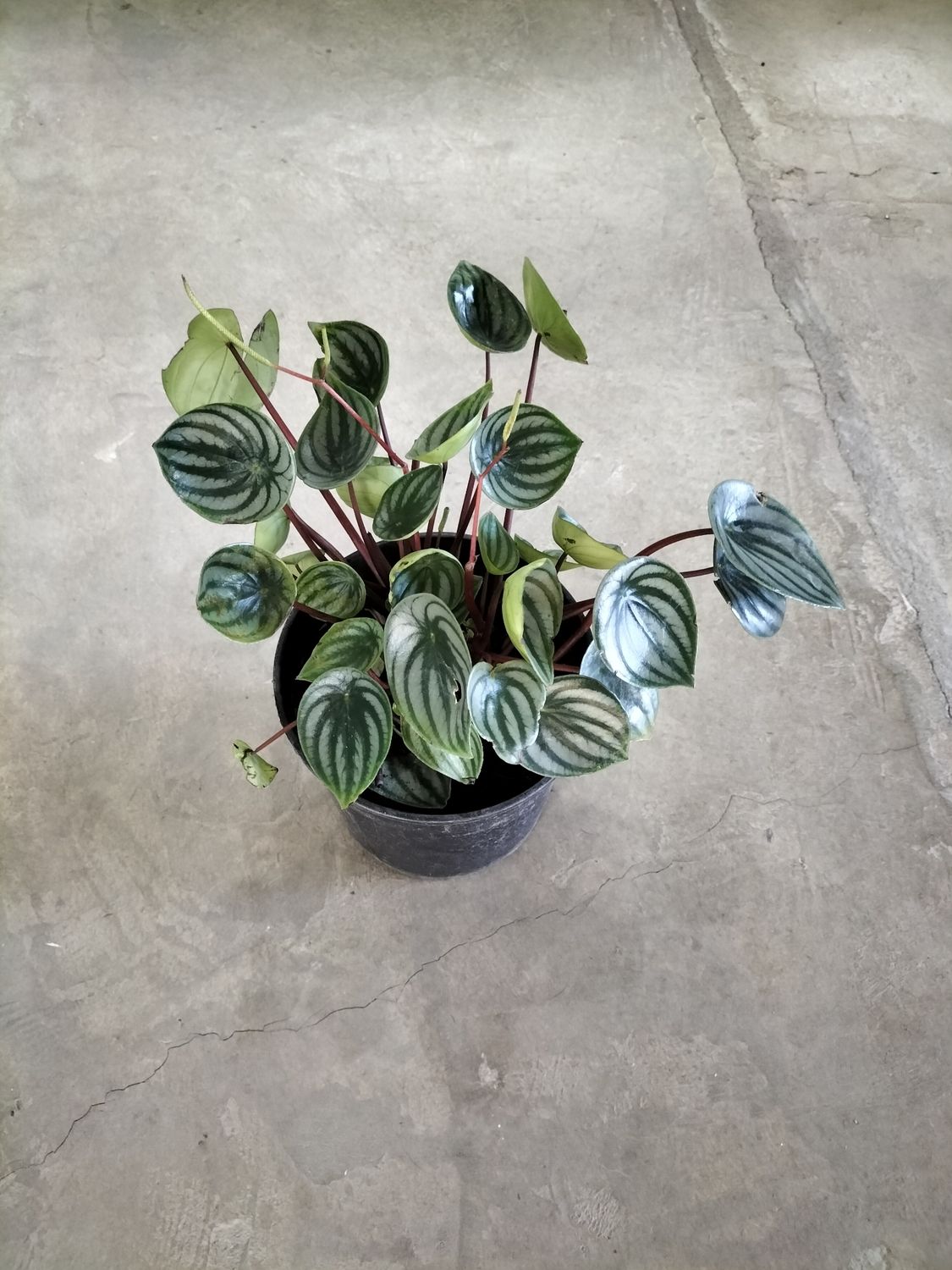 Peperomia &#39;Watermelon&#39; (19cm)