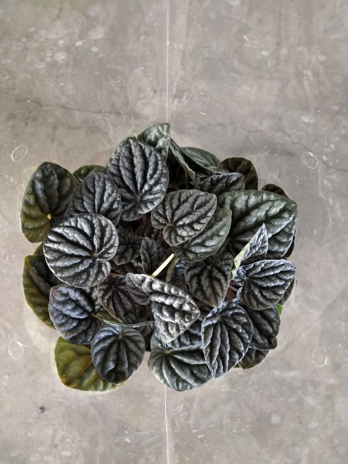 Peperomia Caperata &#39;Variegated&#39; (15cm)