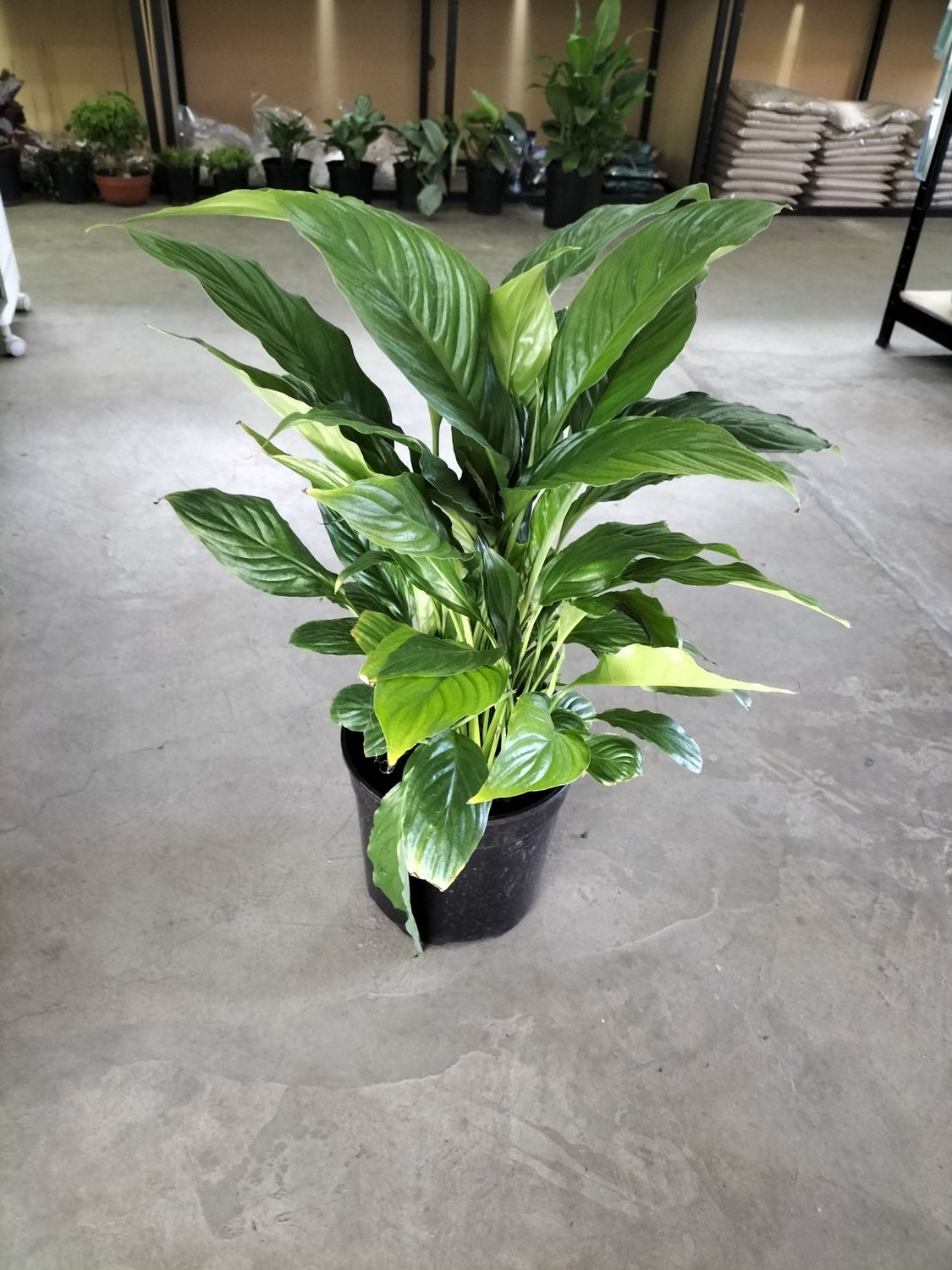 Spathiphyllum &#39;Sensation&#39; (19cm)