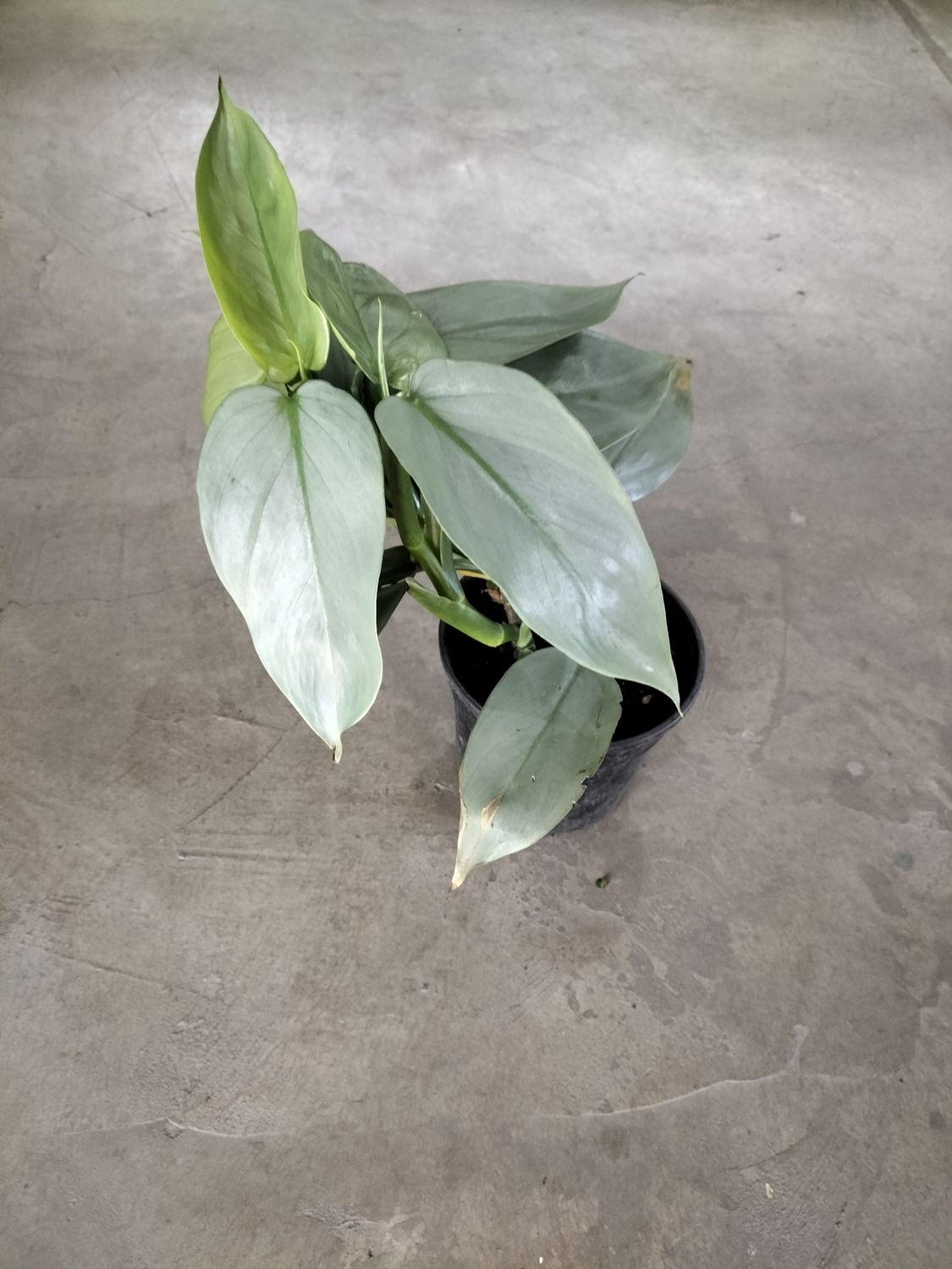 Philodendron &#39;Silverwings&#39; (15cm)
