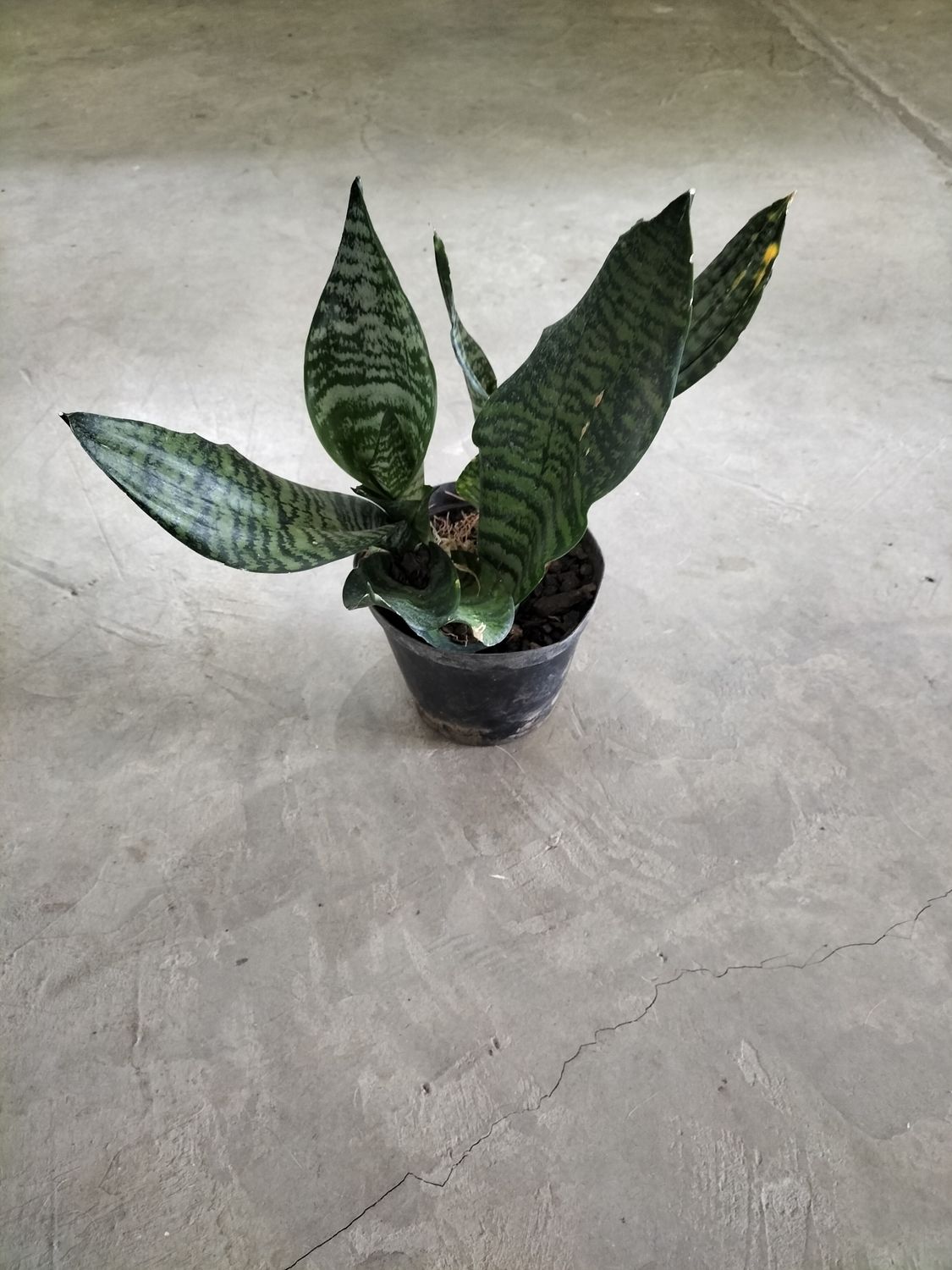 Sansevieria &#39;Robusta&#39; (15cm)