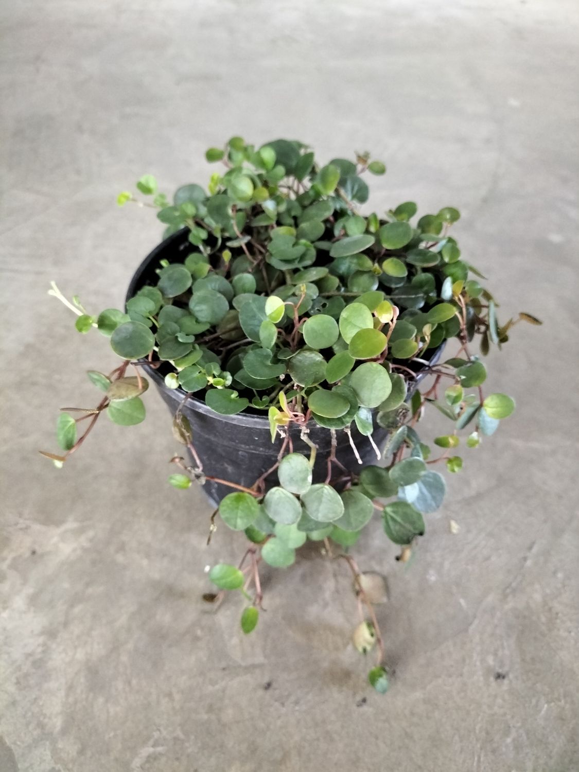 Peperomia &#39;Pepperspot&#39; (12cm)
