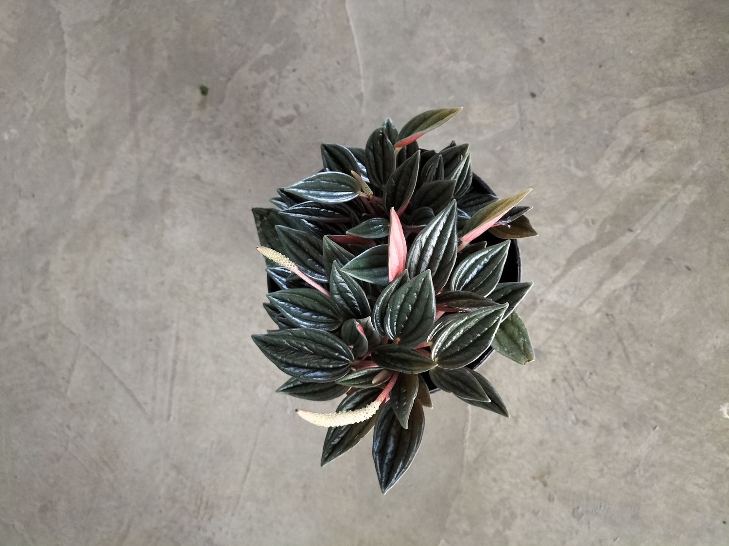 Peperomia &#39;Zorro&#39; (12cm)