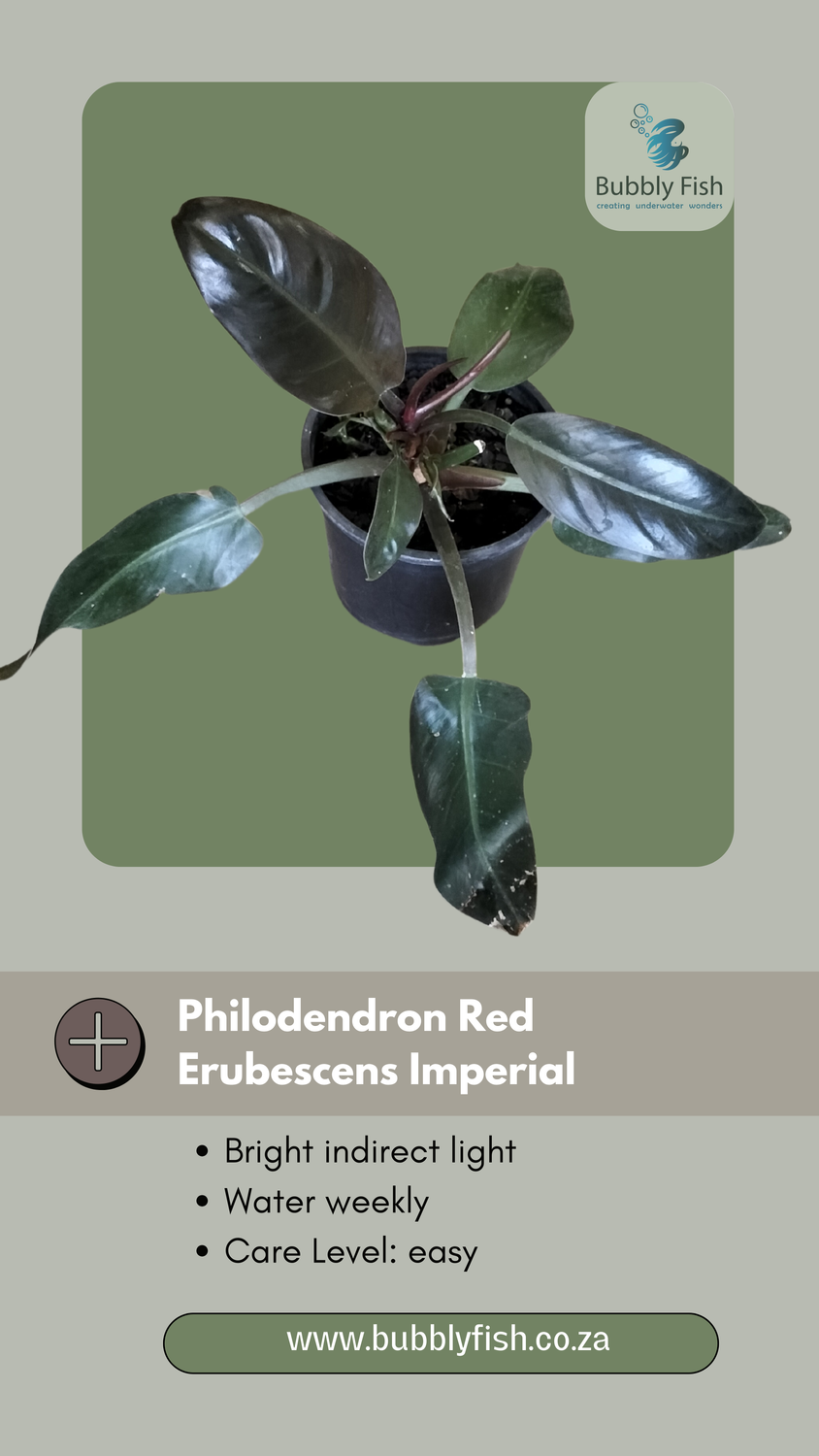 Philodendron Red Erubescens Imperial (15cm)