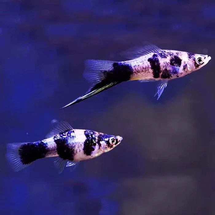 Black Marble Swordtail