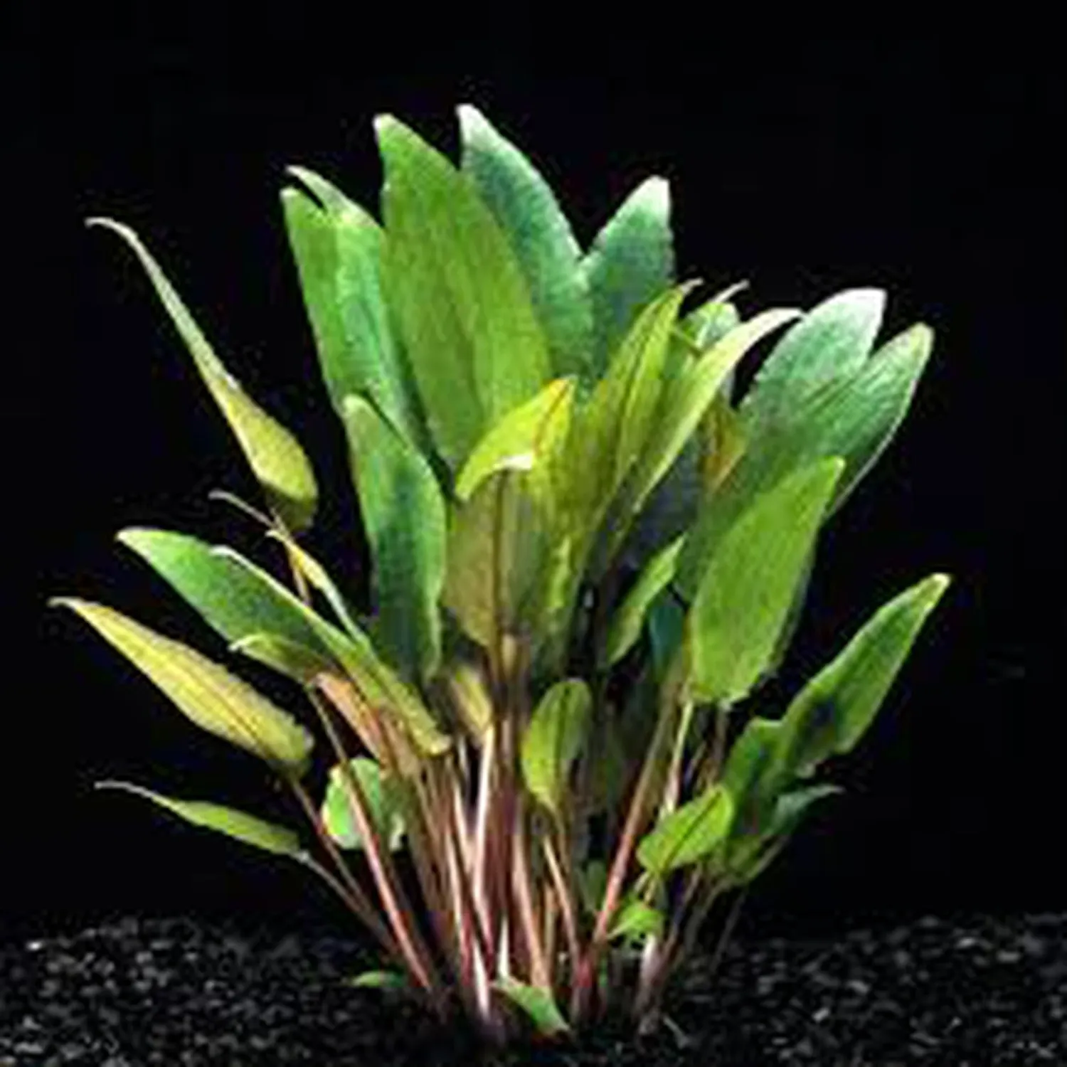 Cryptocoryne petchii