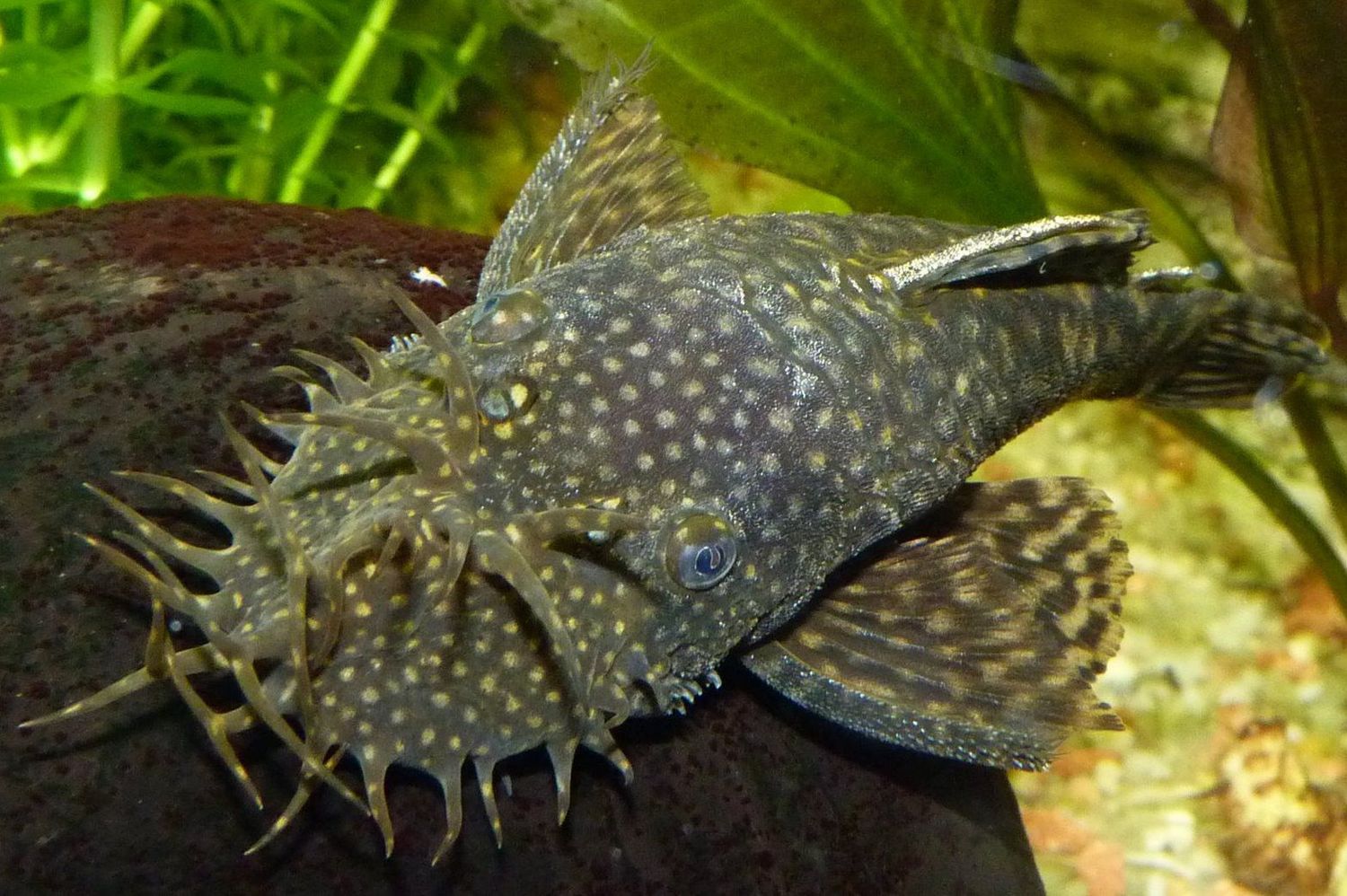 Bristlenose Pleco (4-5cm)