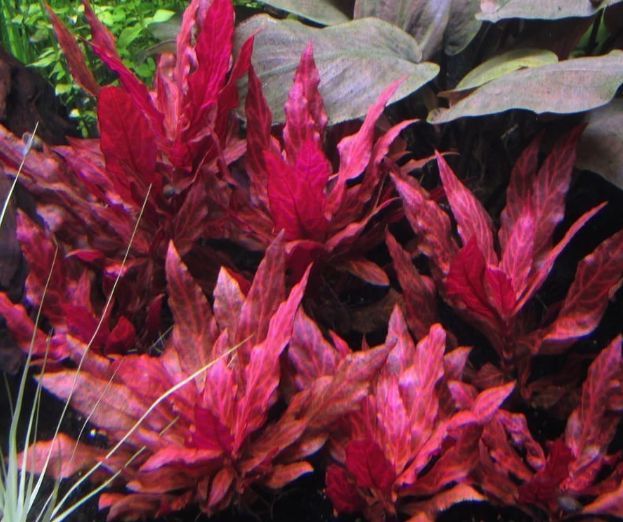 Alternanthera reineckii &quot;rosanervig&quot;