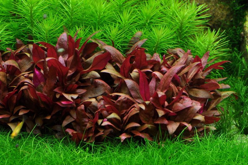 Alternanthera reineckii 'Mini'