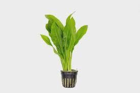 Echinodorus &#39;Amazon Sword&#39; Small