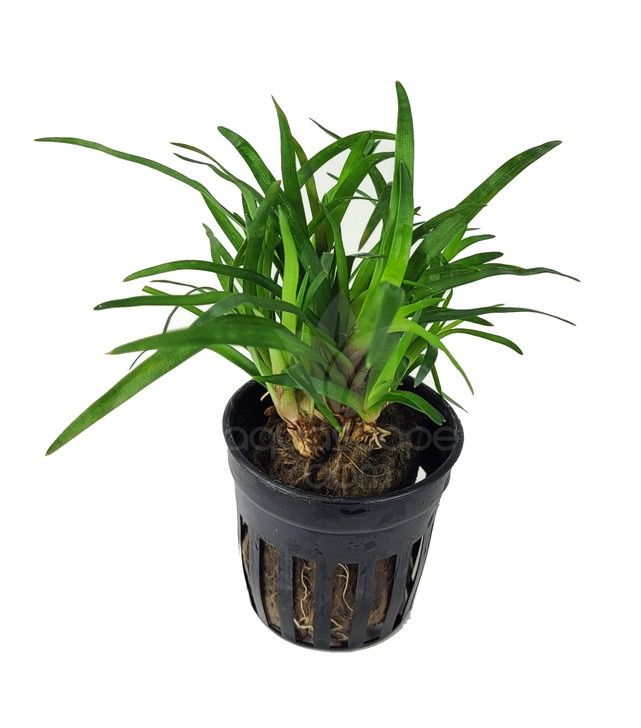 Eriocaulon sp. vietnam