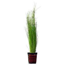 Eleocharis vivipara &#39;Long Hairgrass&#39;