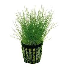 Eleocharis parvula &#39;Dwarf Hairgrass&#39;