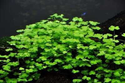 Hydrocotyle tripartita
