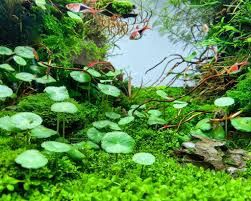 Hydrocotyle verticillata