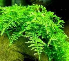 Vesicularia montagnei &#39;Christmas moss&#39; (10x10cm Mat)