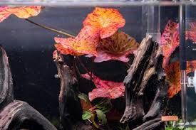 Nymphaea Red Lotus (Bulb)