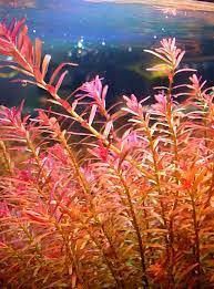 Rotala h&#39;ra