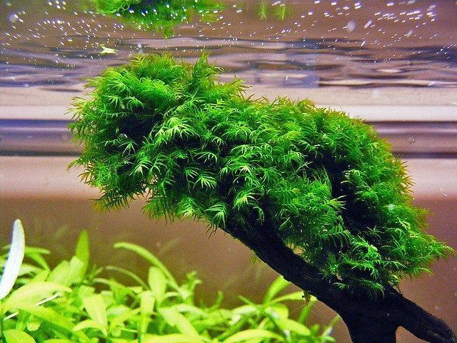 Fissidens Fontanus Moss (5cm stone)