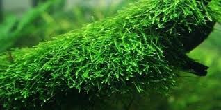 Vesicularia dubyana &#39;Java Moss&#39; (10x10cm Mat)