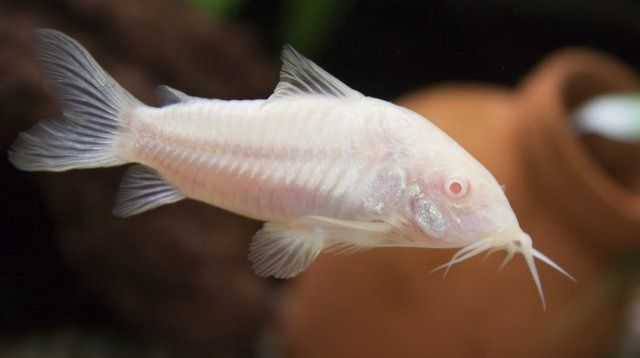 Albino Corydoras