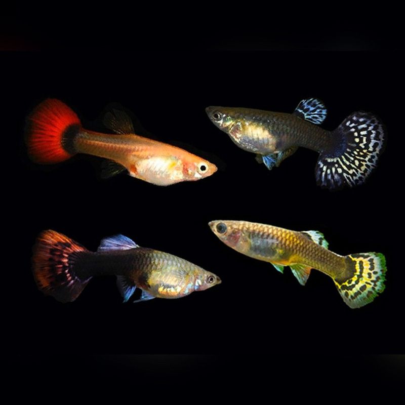 Assorted Guppy Female
