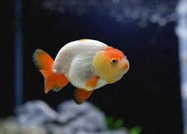 Assorted Ranchu