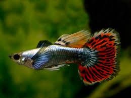 Assorted Guppy Male