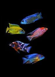 Assorted Peacock Malawi (5-6cm)