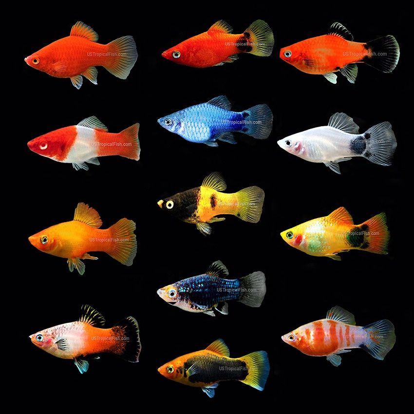 Assorted Platy