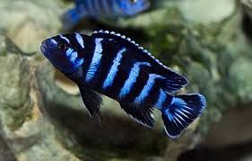 Demasoni Malawi Cichlid (Large)