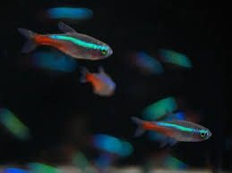 Neon Tetra