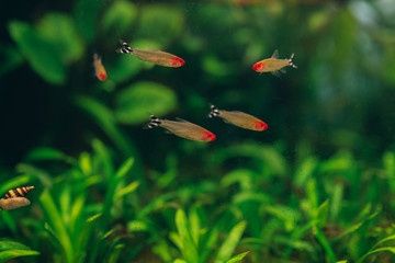 Rummy Nose Tetra