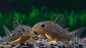 Sterbai Corydoras