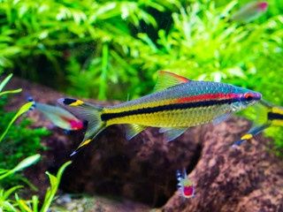 Roseline Torpedo (Denison) Barb