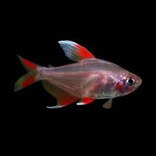 Whitefin Ornatus Tetra