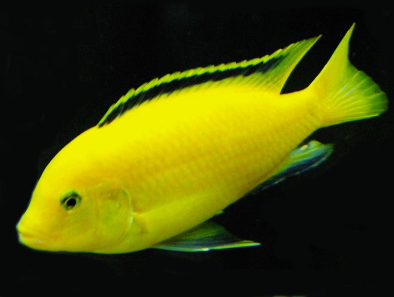 Yellow Labidochromis caeruleus Malawi