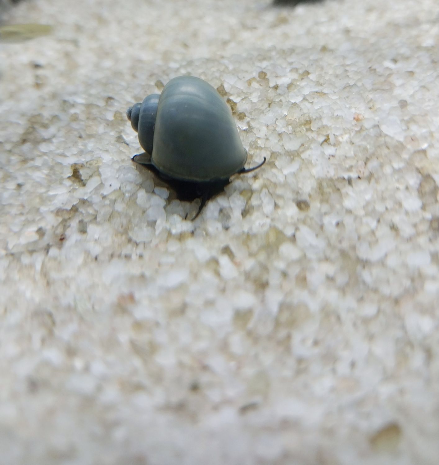 Blue Mystery Snail &#39;Pomacea Bridgesii&#39;