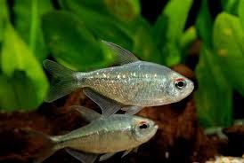 Diamond Tetra &#39;Moenkhausia pittieri&#39;