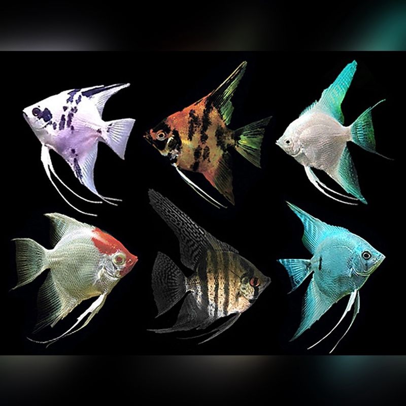 Assorted Angelfish (Medium)