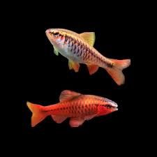 Cherry Barb