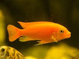 Red Zebra Malawi (Small)