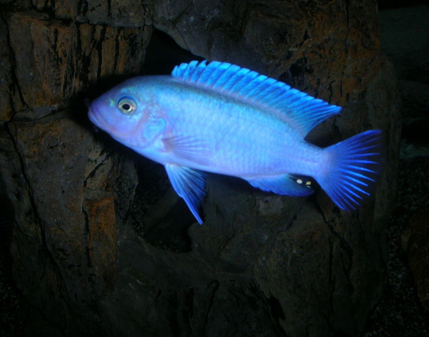 Cobalt Blue zebra Malawi (Small)