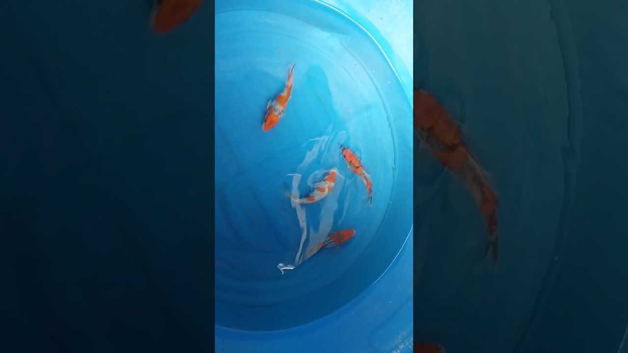Goshiki Nisai Koi (20-30cm)