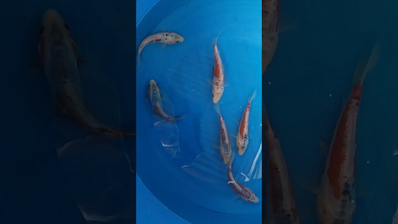 Shusui Tosai Koi (15-20cm)